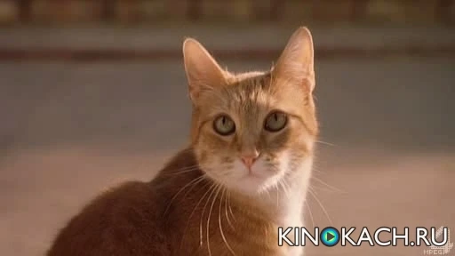 Скриншот 3